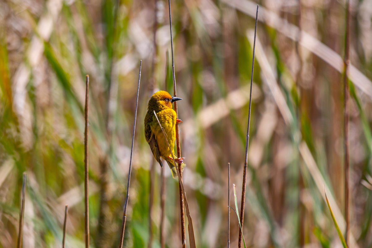 Pearl_Valley's tweet photo. Look up! ⛳
When walking the fairways of our Jack Nicklaus Signature golf course - be sure to follow the sound of birdsong to our ample trees, indigenous fynbos and numerous lakes for an abundance of our feathered friends.
#PlayThePearl https://t.co/l0GPpOa8WS