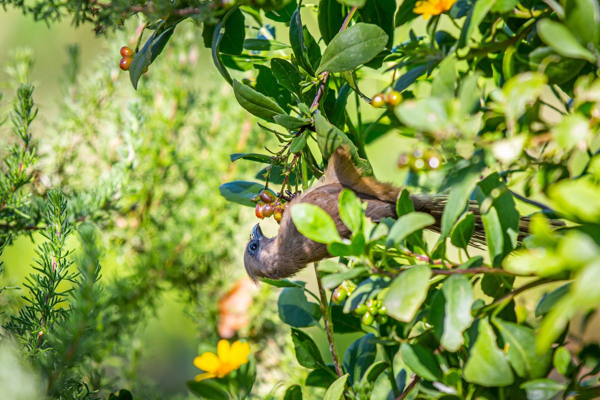 Pearl_Valley's tweet photo. Look up! ⛳
When walking the fairways of our Jack Nicklaus Signature golf course - be sure to follow the sound of birdsong to our ample trees, indigenous fynbos and numerous lakes for an abundance of our feathered friends.
#PlayThePearl https://t.co/l0GPpOa8WS