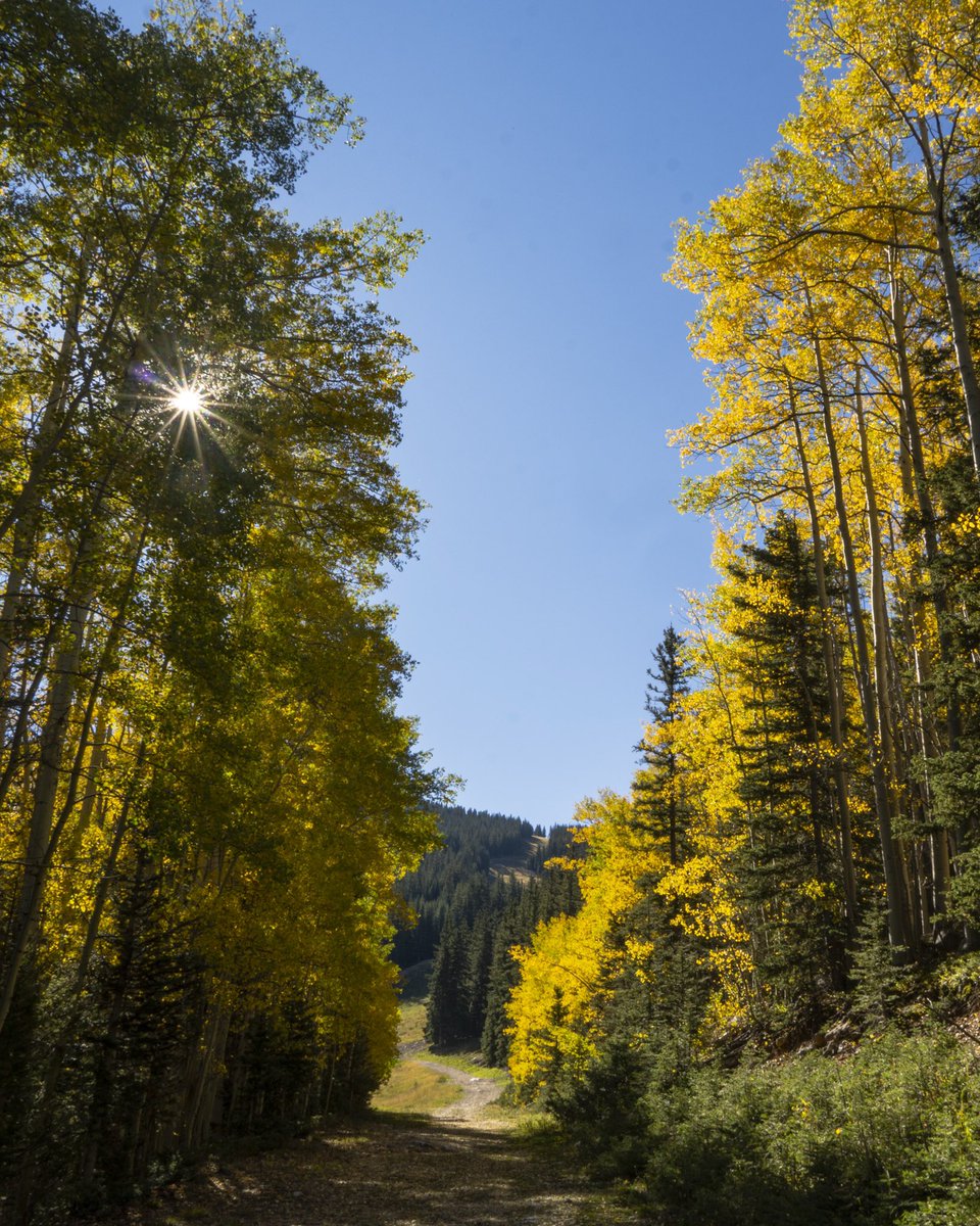 Good morning from Ski Santa Fe!

Get outside today and take a ride on the chairlift, hike in the beautiful Santa Fe National Forest, then take a break and have a bite to eat and a beer on the deck and enjoy live music with Pigment, all while surrounded by the colors of fall!