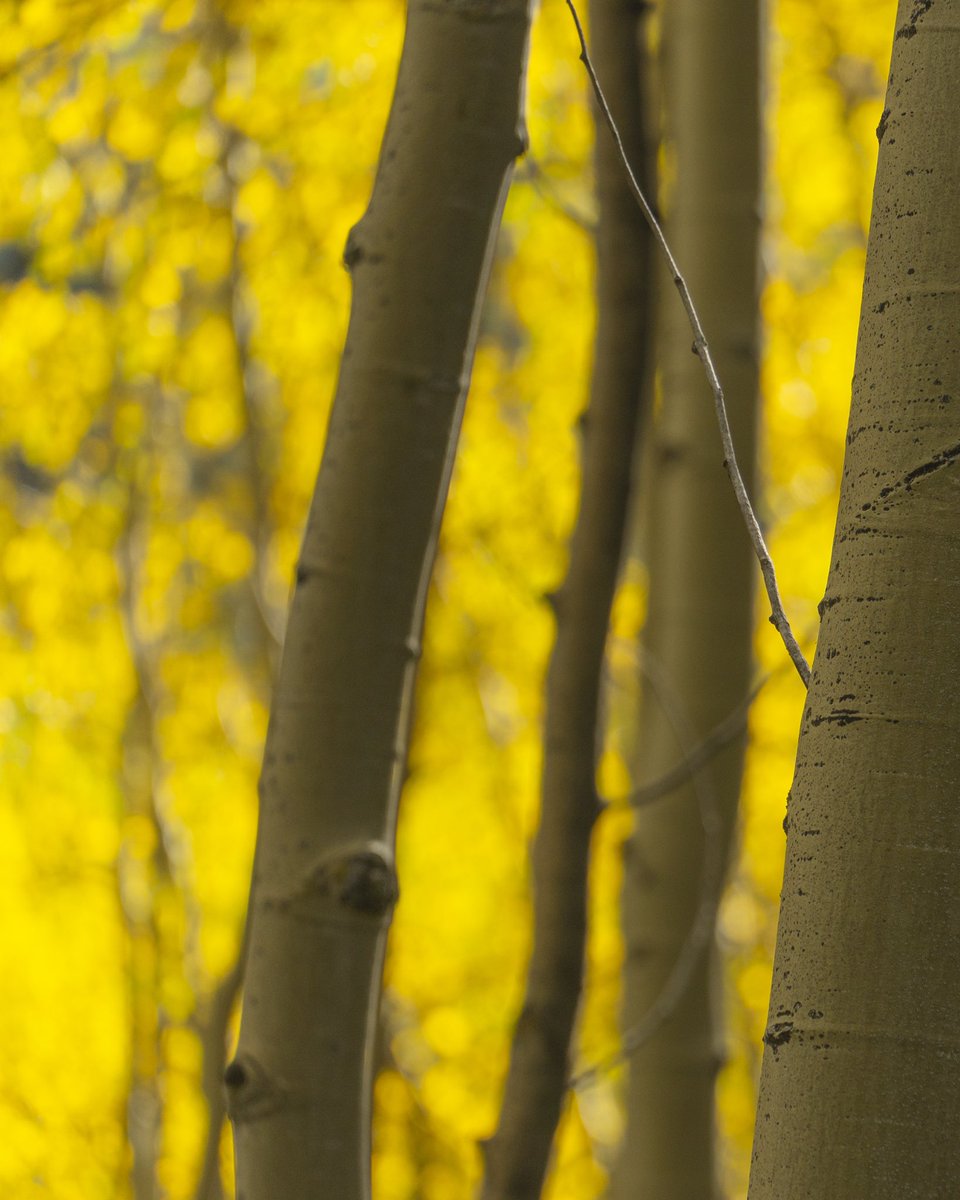 SkiSantaFe's tweet photo. Good morning from Ski Santa Fe!

Get outside today and take a ride on the chairlift, hike in the beautiful Santa Fe National Forest, then take a break and have a bite to eat and a beer on the deck and enjoy live music with Pigment, all while surrounded by the colors of fall! https://t.co/tQhXcMX3L3