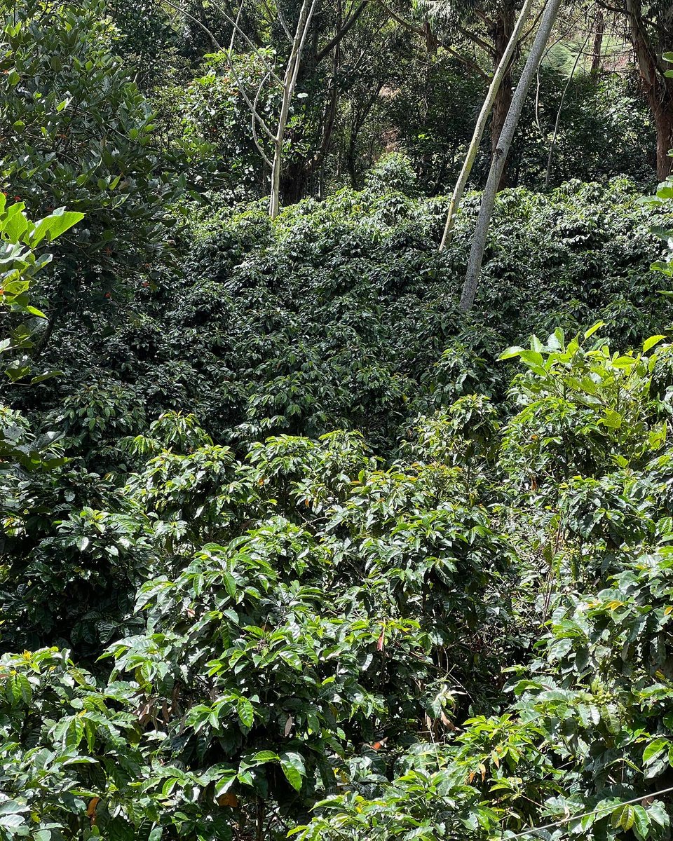 AlfonsoPintoFra's tweet photo. De mi padre he aprendido sobre el trabajo en el campo y su importancia en la economía de #Santander. Son 75 municipios del departamento donde se cultiva el grano de café y de esta actividad dependen más de 32 mil familias. #87Razones https://t.co/lPtUxzDliZ