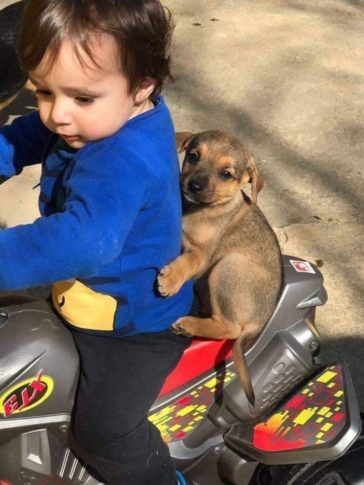 perritos_qctd's tweet photo. ♥️ https://t.co/yM1uoM8XsM