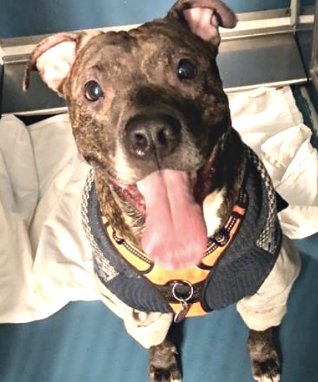 awkward_1110's tweet photo. Gonzo💙7y
#NYCACC #23145 
KILL COMMAND‼️
Adopters abandoned him on the streets😥
He really has endured a lot of stress in his life...so difficult 4 this adorable boy to find a bit of happiness💔
He's terrified😥SAVE him🙏
Love him❣️Everyone let him down💔
#Foster DM @SuzanneSugar https://t.co/yerl2HBl9z