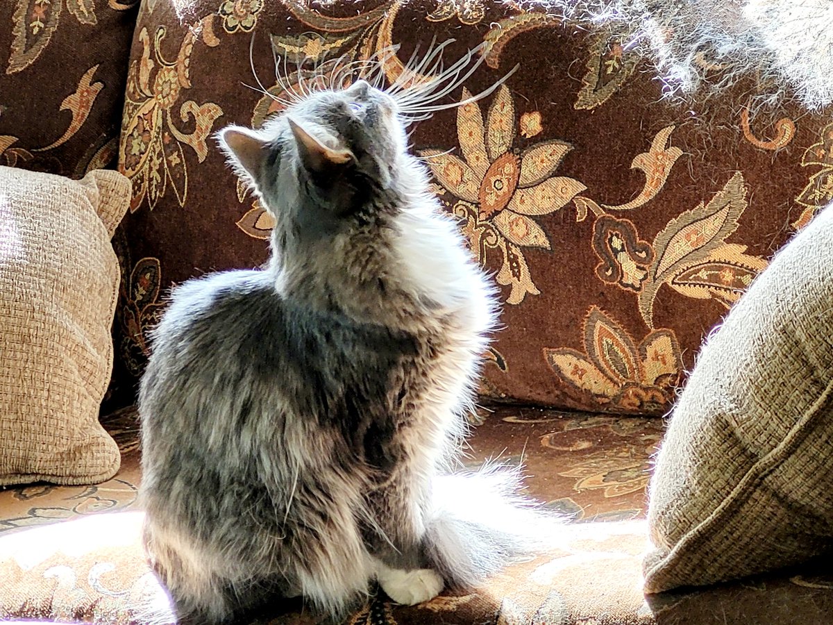 Nothing like basking in the morning sunpuddle my friends. My little moment of Zen. Hope you have your own moment today. #CatsOfTwitter #cats #sundayvibes #sundaysunbathing