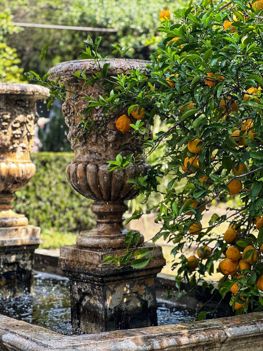AverageSA_Blog's tweet photo. Beautiful spaces at the #SteenbergGardenParty 🍊🥂🍊🥂 @SteenbergFarm https://t.co/PZsHmSfE6o