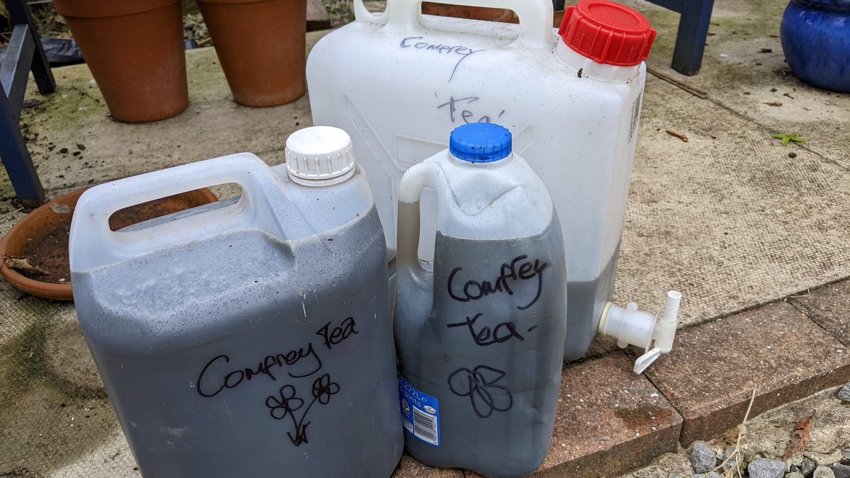 grainnejakobson's tweet photo. I have had a satisfying (albeit smelly) time sieving &amp; bottling #comfreytea &amp; setting more off it makes  great liquid feed ..
for next year's pots #planningahead #gyo #free https://t.co/2kOFz1uc5d