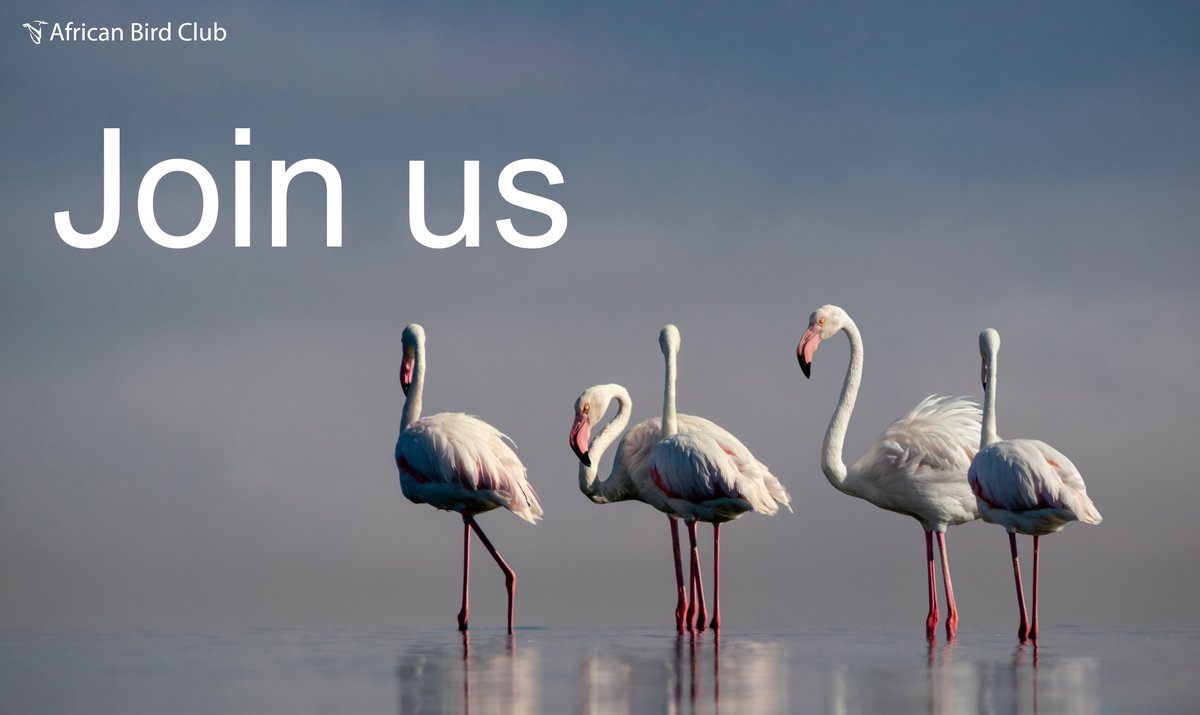 📢We have a great opportunity for a volunteer fundraising officer.

Find out more: africanbirdclub.org/fundraising-of…