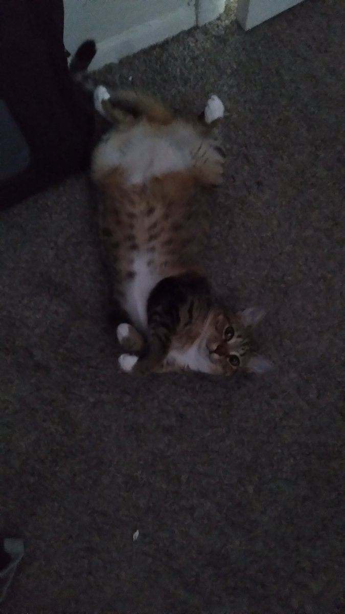 mysterjayy's tweet photo. Why you staring at me like that #CatsOfTwitter https://t.co/yBSTE2N3M9