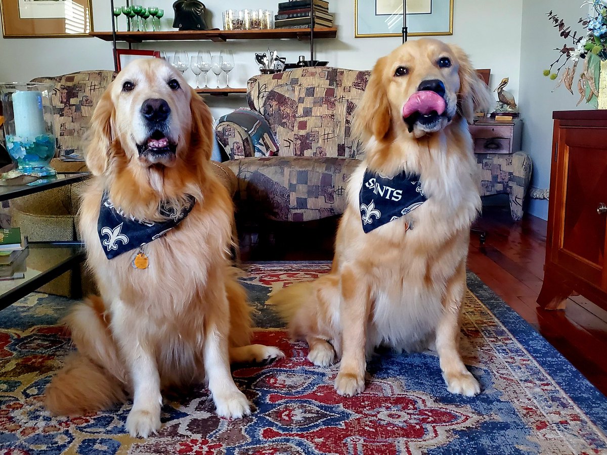 thek9harperlee's tweet photo. Who Dat! 🖤💛🏈⚜️ Birdie can taste victory. Tallulah just wants to know what's on the gameday menu. 🤣 #WhoDat #Saints #SaintsGameday #noladogs #theBirdandtheBee https://t.co/e7MwAr5bA9