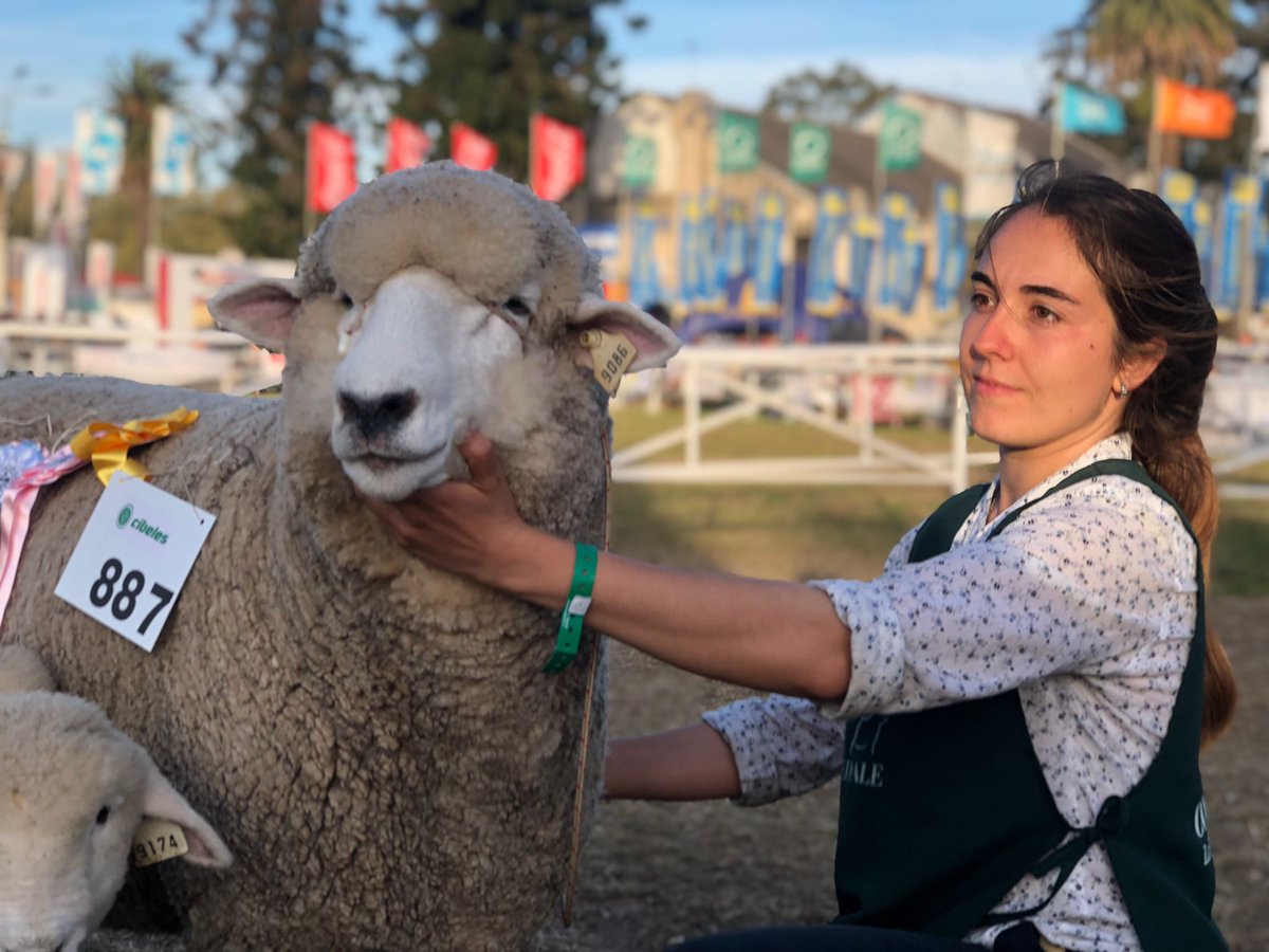Tercer mejor macho PO, Reservada Campeona Borrega PO y Reservada Gran Campeona PI 🐑

#ExpoPrado2022
#Corriedale