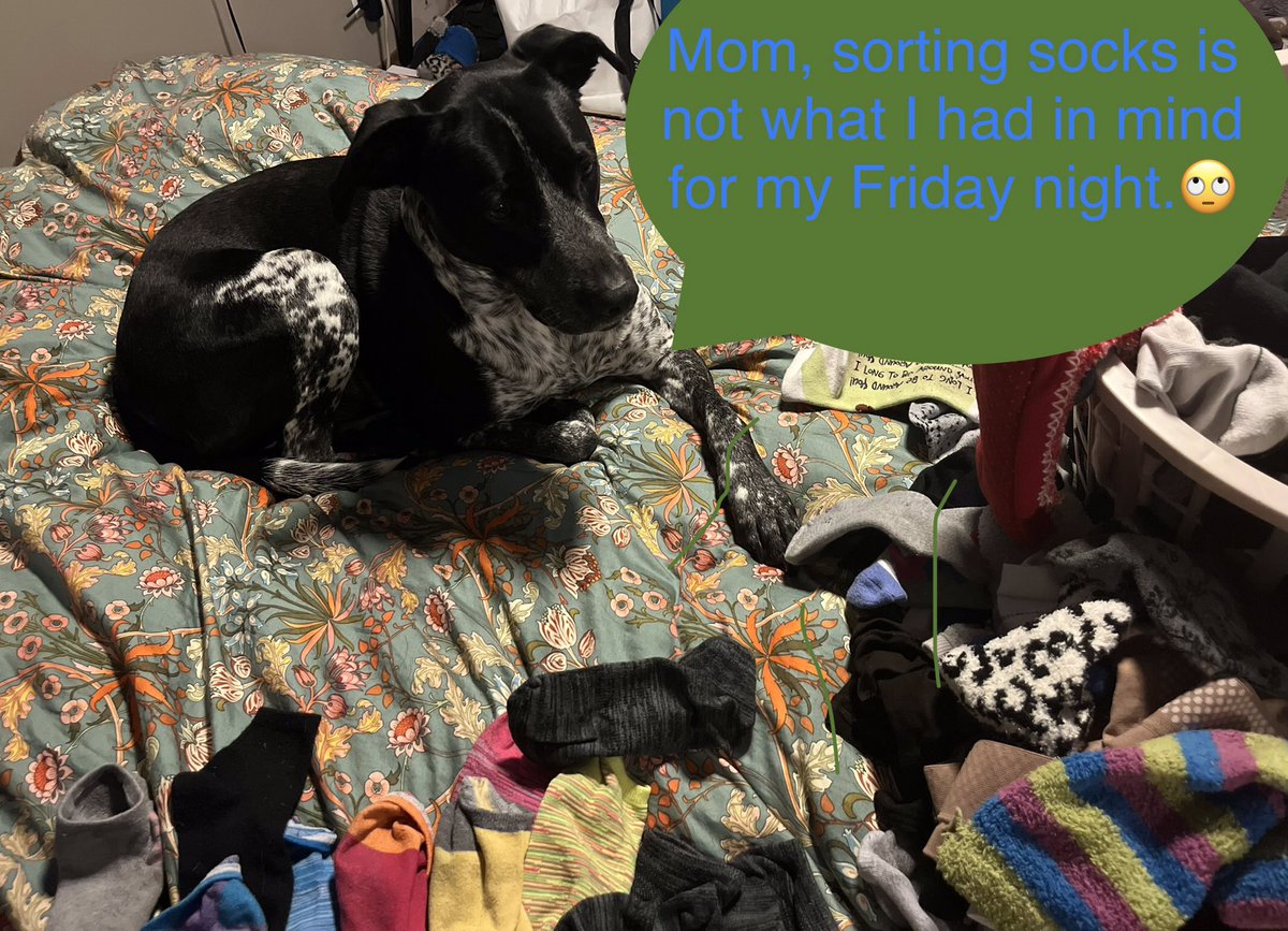 MurphyBoy2020's tweet photo. Murphy- I thought there would be more excitement when you stay home. #dog #DogsOnTwitter #DogsofTwittter https://t.co/Tx5qrc2DKs