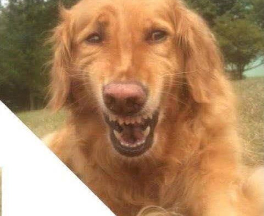 srfcmexico's tweet photo. Mi cara cuando Patching falló el penal pero de todos modos vamos perdiendo. https://t.co/GlThSBVXWt