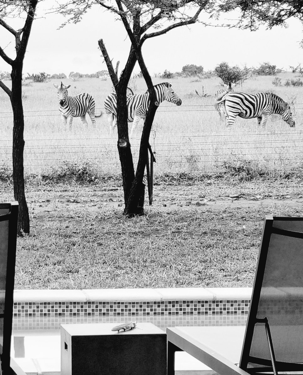 LindiLodge's tweet photo. Living as #OnewithNature @LindiLodge in #MjejaneGameReserve https://t.co/wvxKfGg49J