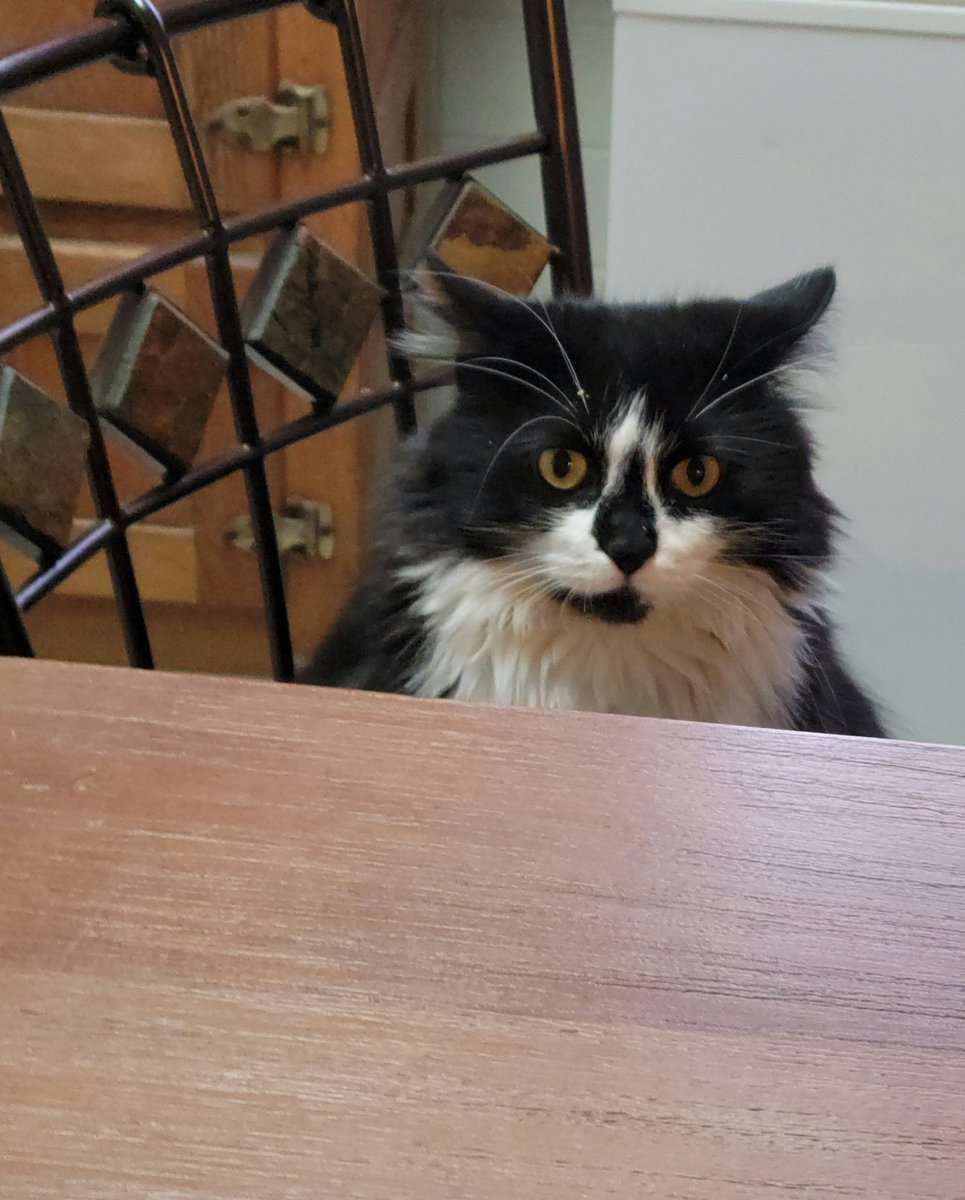 Guud Sundey mornz eberywuns!

Iz a buzy weekzend beezcuz Momz Big birfday iz tomorrowz. 
Weez havzin a PAWTY for hurz szo lotz ov hooms beenz heer.

Iz waitzin tu gitz zum guud fuud tuu buttz dey dontz gib meez zum!