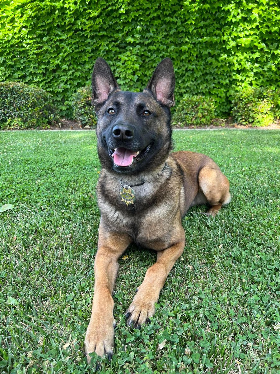 We would like to say HAPPY BIRTHDAY to K9 Rip who turns 3 today! We hope you enjoy all the love and pup-a-chino’s you can handle! Thank you for your service to our department and city.