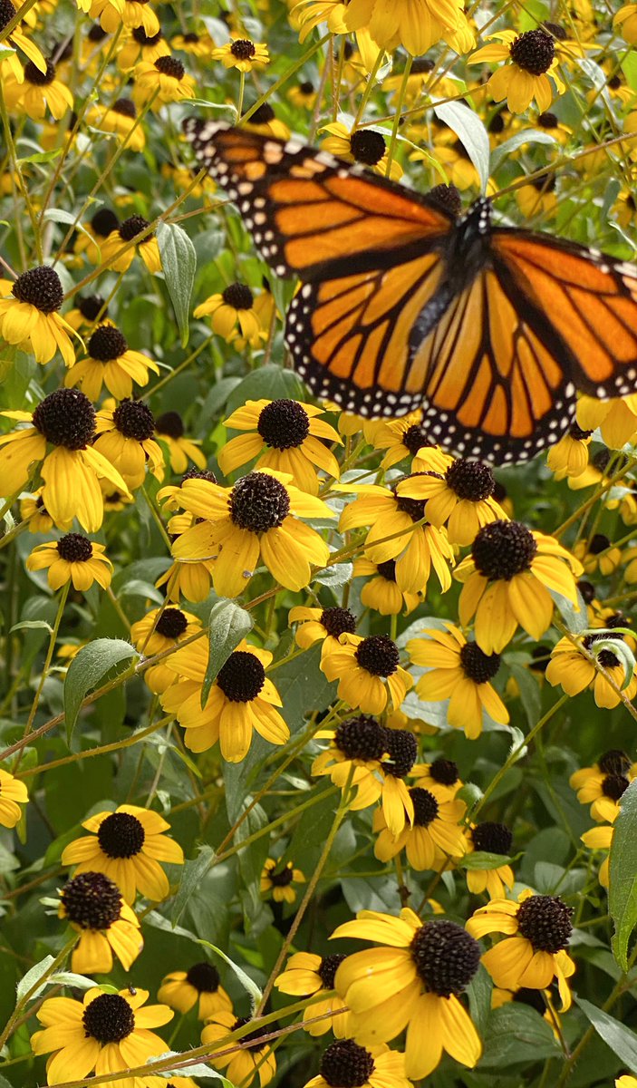 Newly hatched monarch, last of the summer beauties … Happy Sunday!