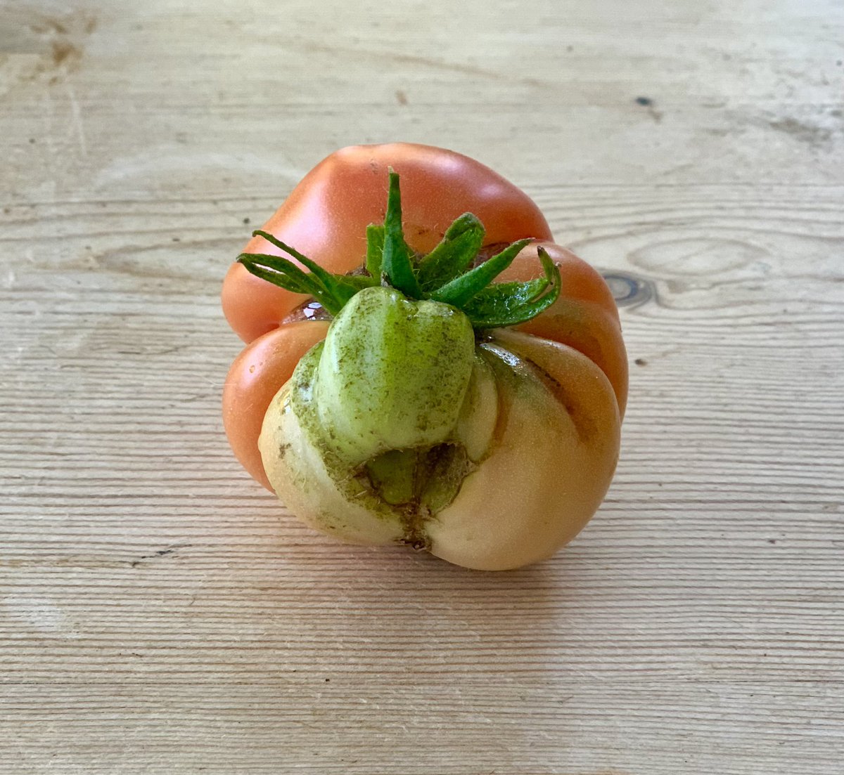 annierawson's tweet photo. This tomato is absolutely fuming #funnyfruit #angryveg https://t.co/5OhxMXY8t0
