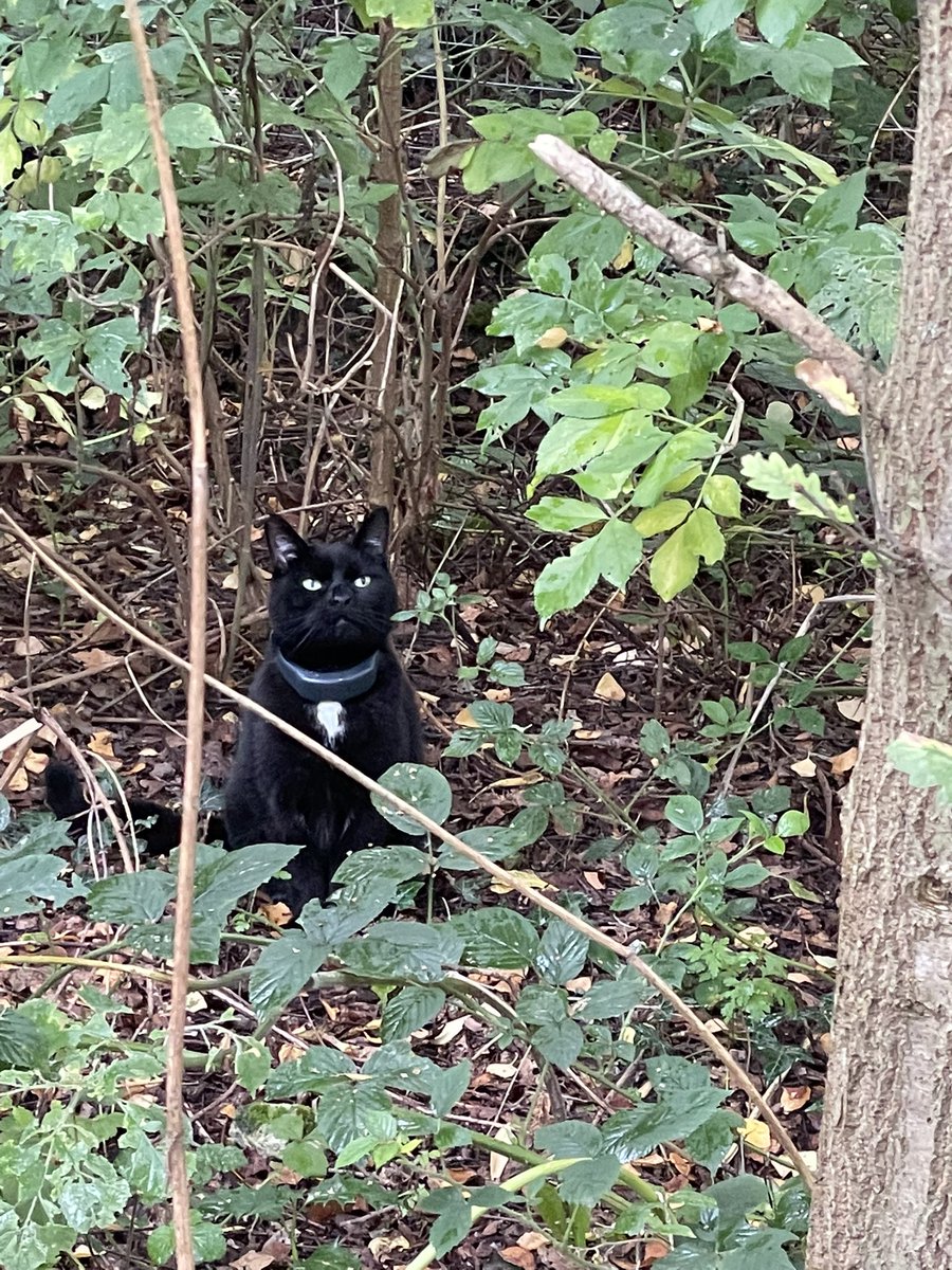 Munch Pudding™️ 🐈⬛ ✌🏼 🇺🇦 🇵🇸 🇬🇱 🇪🇺 tweet media