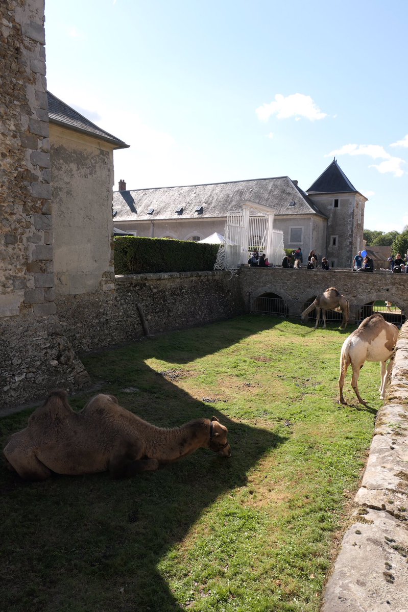 s_terroir's tweet photo. Aujourd’hui, parmi les belles pierres de #janvry dans l’Essonne, un rassemblement extraordinaire : le salon international des #dromadaires et des #camelides. (Fil à suivre) https://t.co/HA6s6QVbgy
