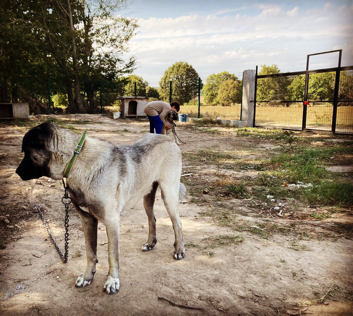 DrErmanAytac's tweet photo. #Bulut & #Zeze #kangal #sheperddog #รงeลmedere #trakya #tekirdaฤ #beautifulfallday๐๐ #peace https://t.co/scA6xCt1mA