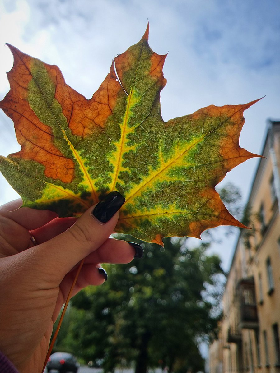 Reannon_cb's tweet photo. 🍁🍂 https://t.co/zq65Ubif63