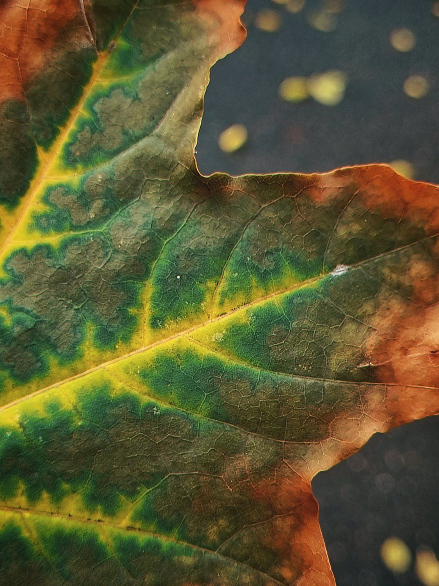 Reannon_cb's tweet photo. 🍁🍂 https://t.co/zq65Ubif63