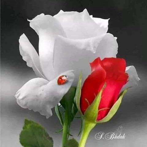 abdlugawi (@abdlugawi5) on Twitter photo 