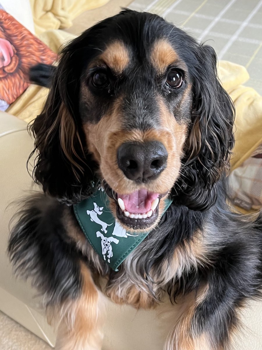 ⁦<a href="/PersieGin/">Snifter</a>⁩ Charlie says thanks for the bandana and the Sloe &amp; Plum gin #HappyBirthdayToMe