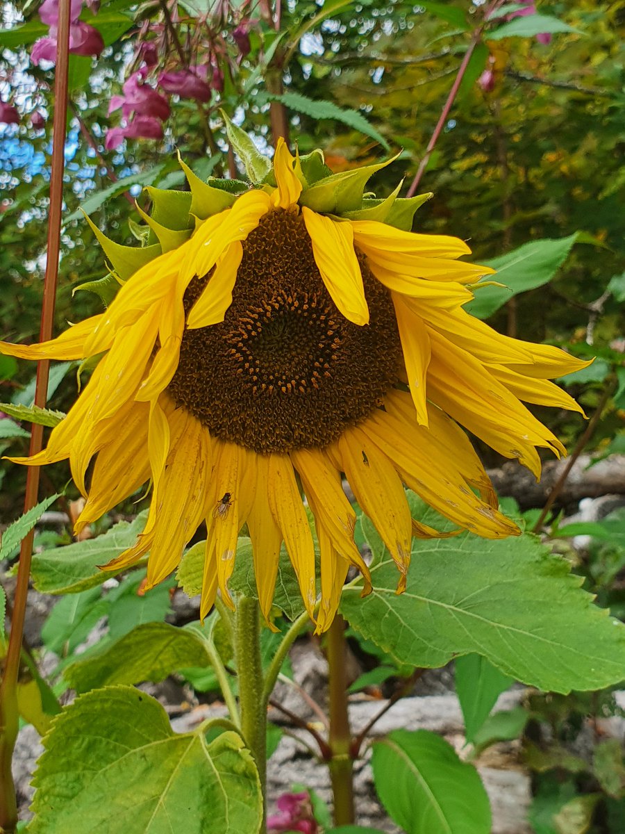 ☀️🌻
•
•
•
#forest #nature #flowers #sweden #Edebäck #sunflower #theautumn
#ig_week_nature #mood_magic #4u 
#todayisSunday❤️ #forestlife #fypシ