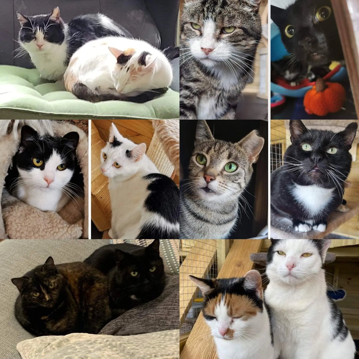We have all these beautiful cats still waiting to be rehomed and desperately wanting their forever home - can you open your heart to cats who have had nothing but pain and sadness have the second chance at a loving life in a safe and comfortable home.....
scrtwm.org.uk/category/cats-…