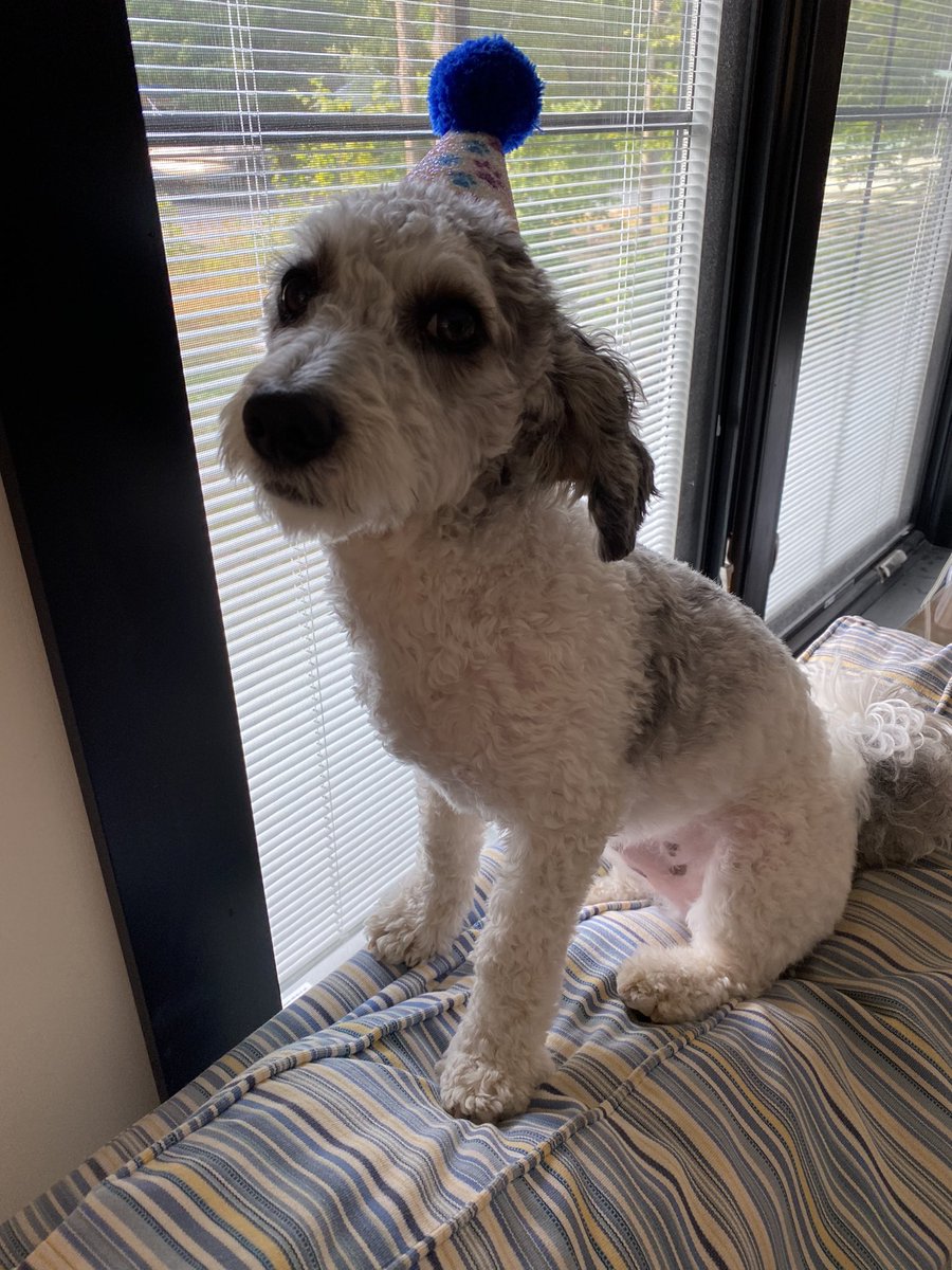 Hello Friends!!! Today is my first Birthday!!! On another note, I will begin accepting applications for new pawrentals immediately… Birthday Hat???  The indignity!!! Pete <a href="/PeteBlackLab/">Just Pete</a>, I blame your Mom… I’m pretty sure you have the photographic evidence!!! Love, Bob 🐶💕🎂🎈