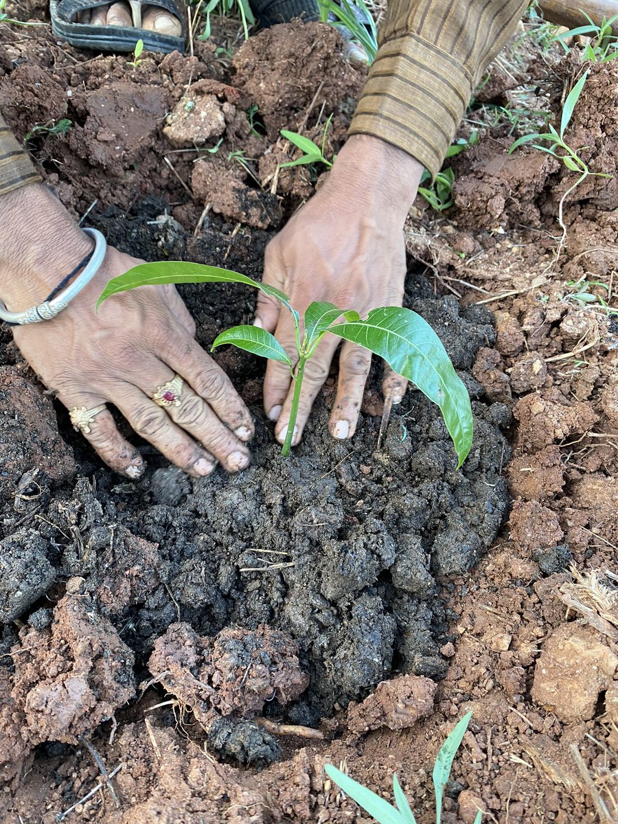 parvathimenon's tweet photo. A mango seed thrown into compost germinated. A Chayote Squash (popularly called Chow chow) forgotten in a corner of the kitchen germinated! Both got planted into the soil…
Seeds are so miraculous.. the power of life within, bursting forth under the right conditions.
#KhetSe https://t.co/neFUmAIG5k