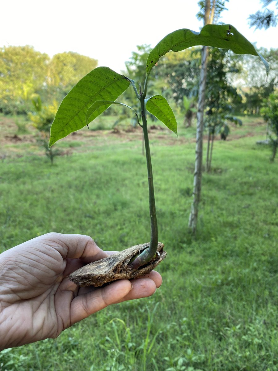 parvathimenon's tweet photo. A mango seed thrown into compost germinated. A Chayote Squash (popularly called Chow chow) forgotten in a corner of the kitchen germinated! Both got planted into the soil…
Seeds are so miraculous.. the power of life within, bursting forth under the right conditions.
#KhetSe https://t.co/neFUmAIG5k
