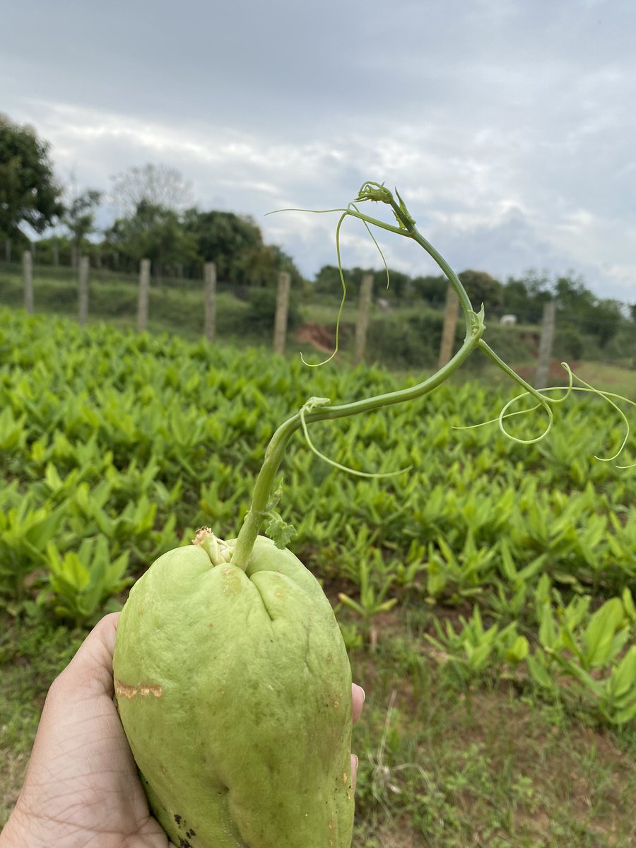 parvathimenon's tweet photo. A mango seed thrown into compost germinated. A Chayote Squash (popularly called Chow chow) forgotten in a corner of the kitchen germinated! Both got planted into the soil…
Seeds are so miraculous.. the power of life within, bursting forth under the right conditions.
#KhetSe https://t.co/neFUmAIG5k