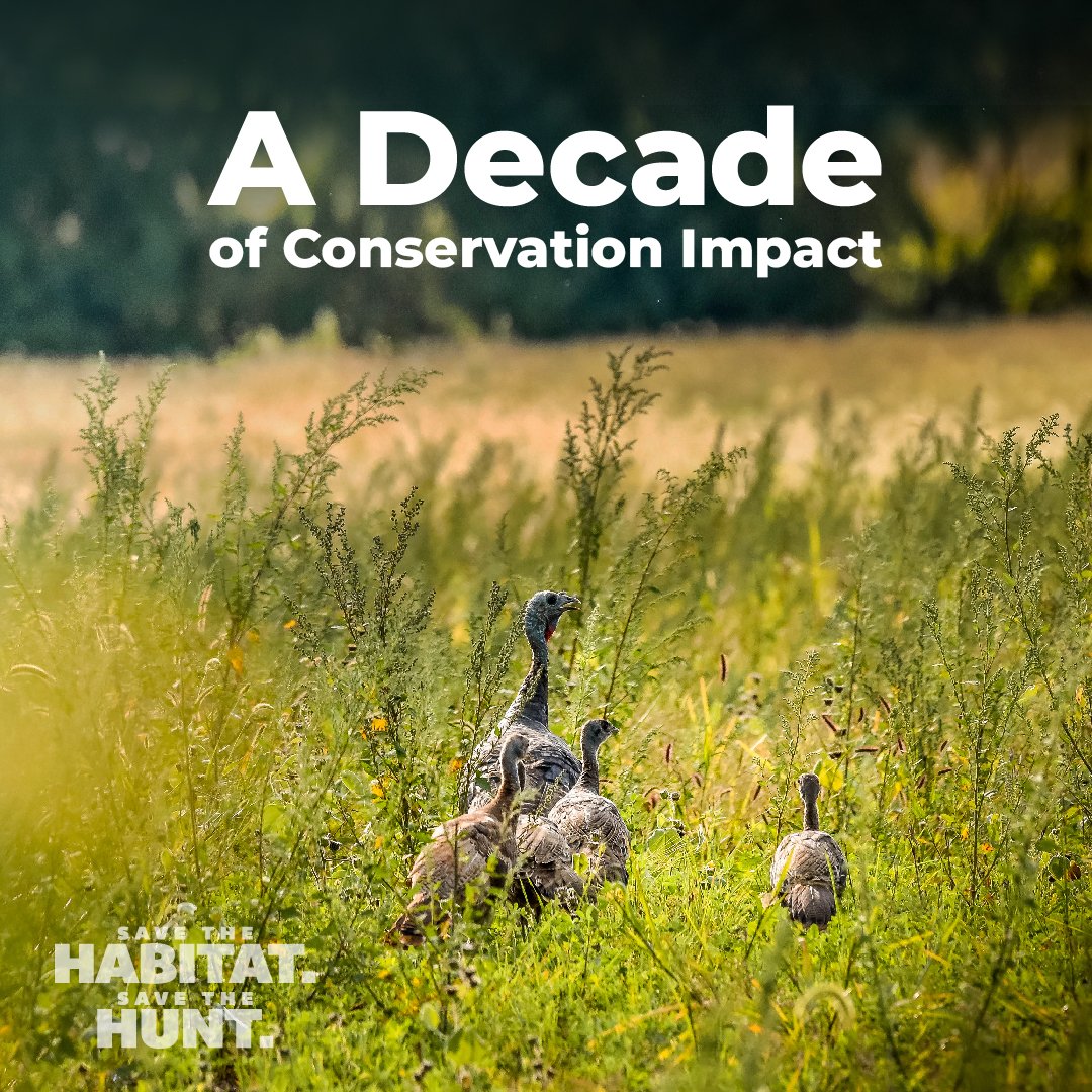 NWTF_official's tweet photo. It's Conservation Week! We're wrapping up our Save the Habitat. Save the Hunt. initiative. More than 5m acres of wildlife habitat conserved or enhanced, over 1.5m hunters recruited &amp; over 700k acres opened for hunting or recreation. Tag us this week at #nwtfconservationweek https://t.co/Pm8IaPyOIe