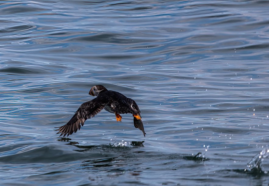 Venture_Vision_'s tweet photo. GM 🌞 

Can’t get enough of these Puffins. This one is taking off!

#ProjectPuffin #Puffin #AtlanticPuffin #EasternEggIsland #MaineThing #Maine https://t.co/tMQWnfVfZS