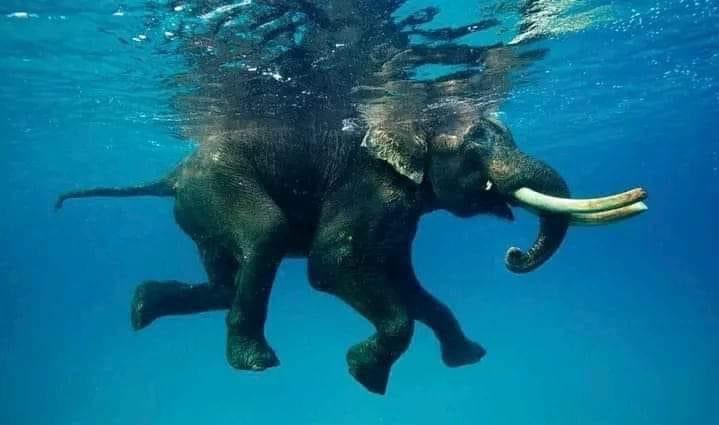 DrClaytonForre1's tweet photo. Elephants are tremendous distance swimmers. They can swim for up to six hours and 25 miles. They are so buoyant that if they tire in the water, they can rest just by floating and will not sink. They can also use their trunk as a snorkel and dive. 🐘 https://t.co/x26kxcdkot