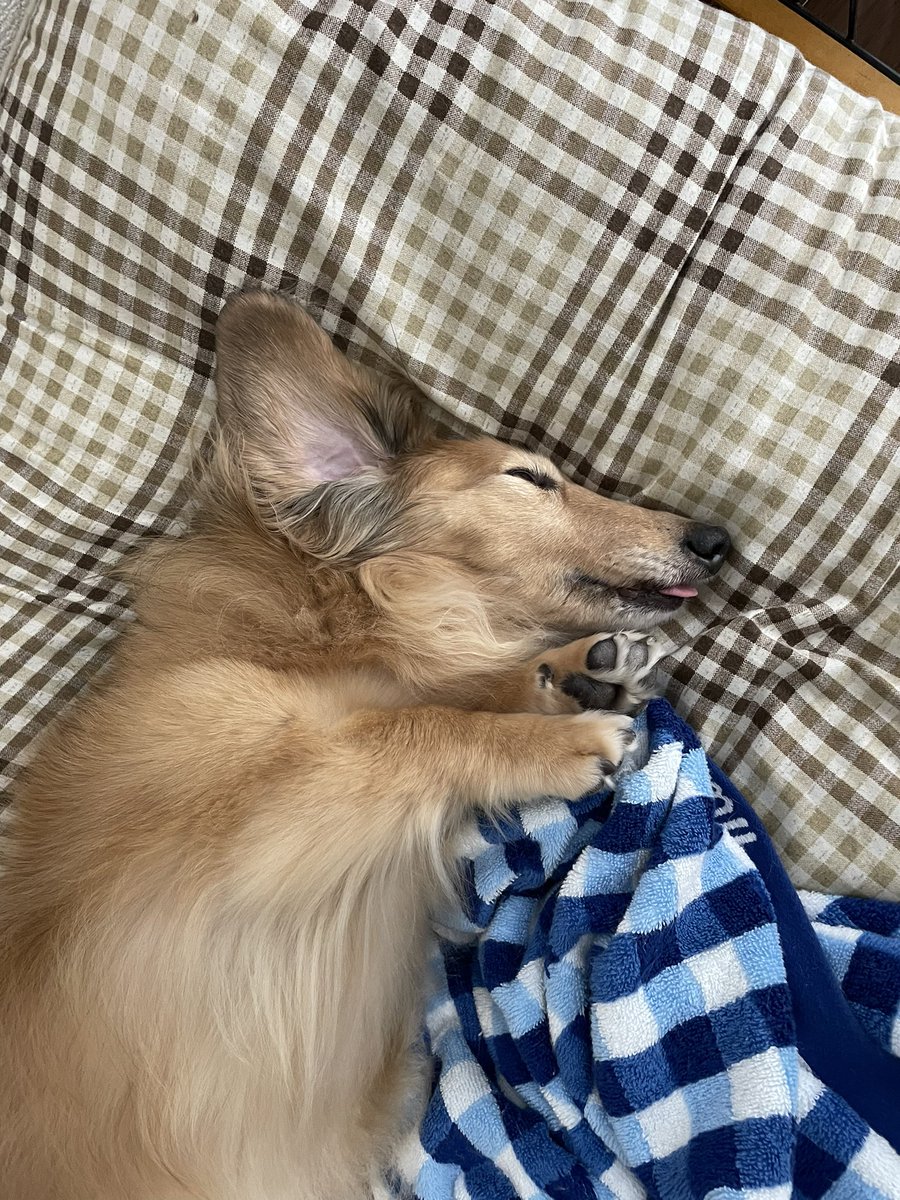 jun_0901_'s tweet photo. 寝相が悪すぎるお年寄りの番犬です。 https://t.co/Tsu7Pjh0Ag