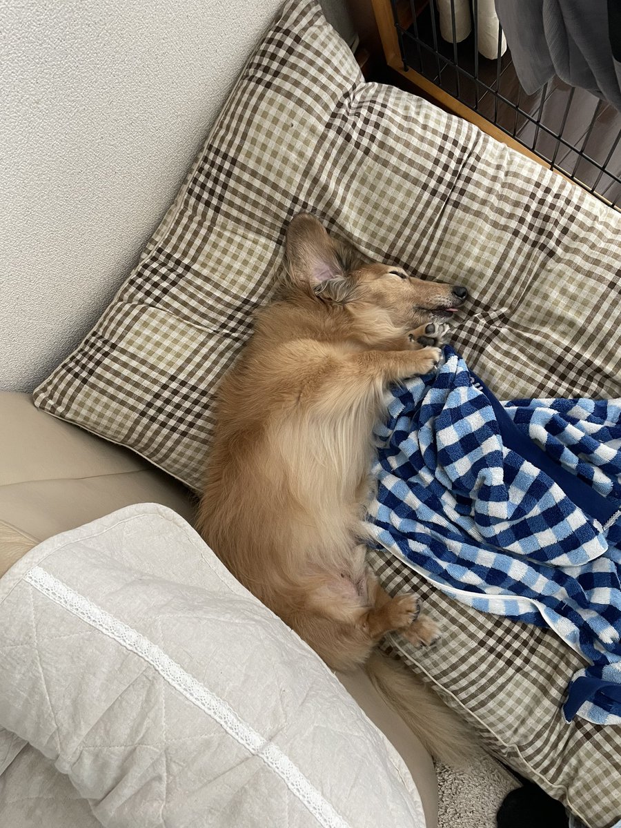 jun_0901_'s tweet photo. 寝相が悪すぎるお年寄りの番犬です。 https://t.co/Tsu7Pjh0Ag