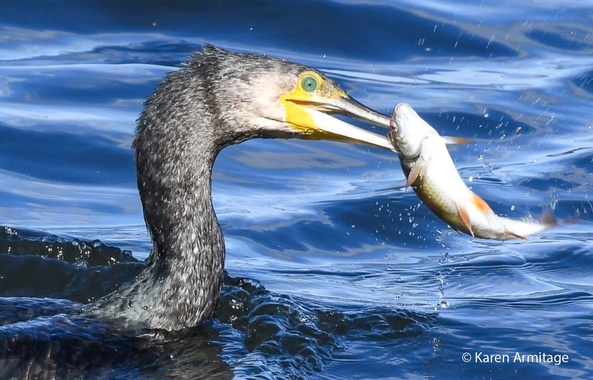 Quite a catch for this cormorant <a href="/NorthCaveWet/">North Cave Wetlands</a> yesterday
#birdwatching #birdphotography #TwitterNatureCommunity #BBCWildlifePOTD
