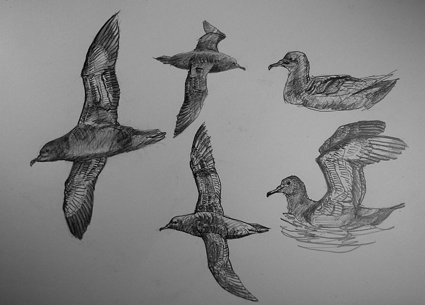 haiiromizunagi's tweet photo. #ハイイロミズナギドリ #SootyShearwater #Shearwater #Puffinus を以前 鉛筆で描いた頁の余白に描き足し。その後、ヨーロッパ #オオカミ #Wolf #Canis を #スケッチ #ドローイング。新しい #WATERFORD 水彩紙ブロックの最初の頁に、心を入れ替えて哺乳類を描いてみた。久し振りだが予想以上にできた? https://t.co/GJRvWoZe46