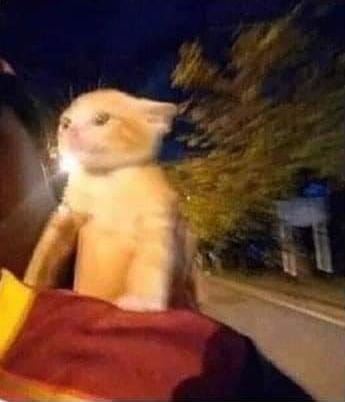 Disaster tweet media