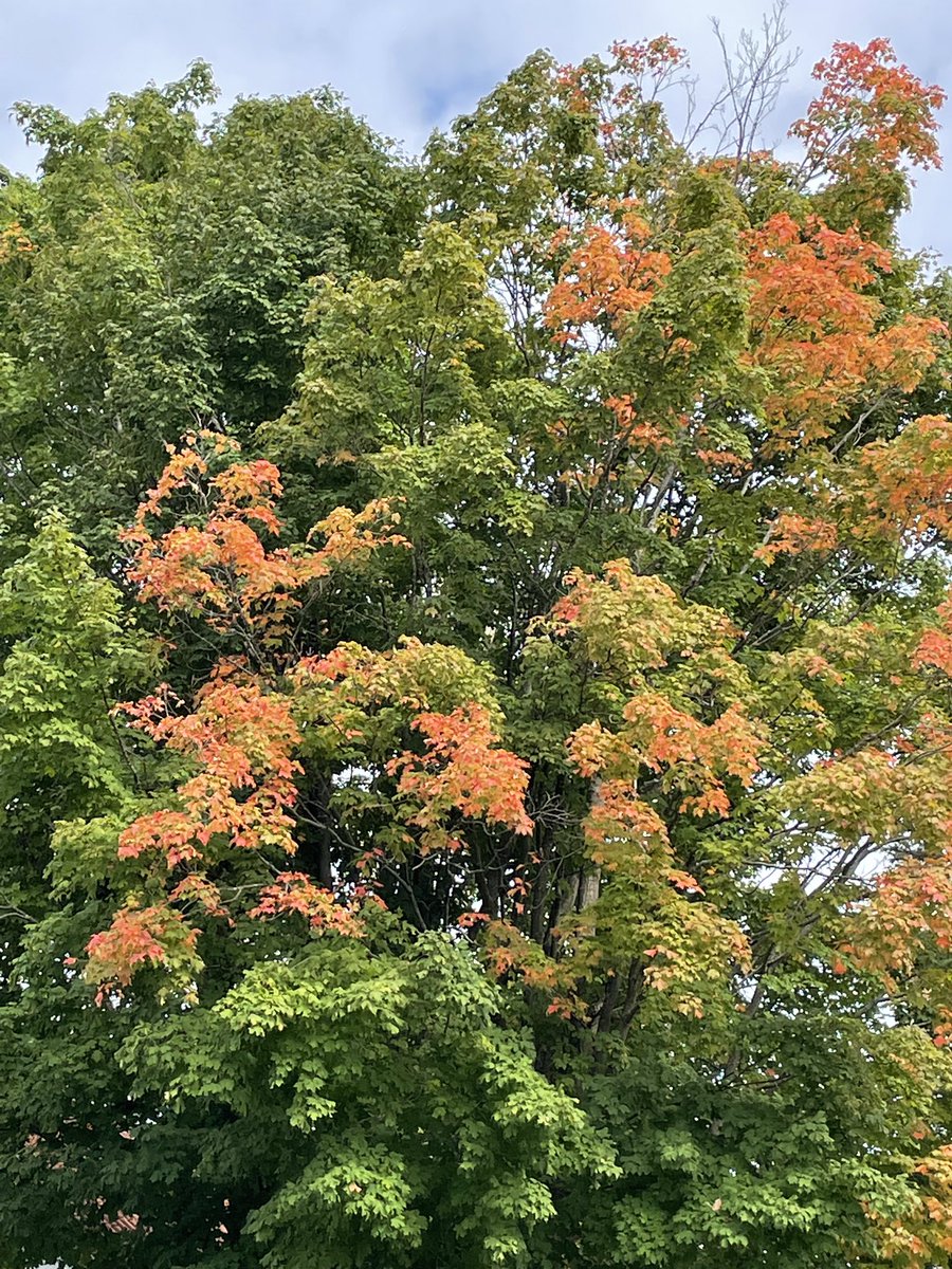 Autumn is coming in my world. ❤️ September. #FallisComing #NorthGrenville