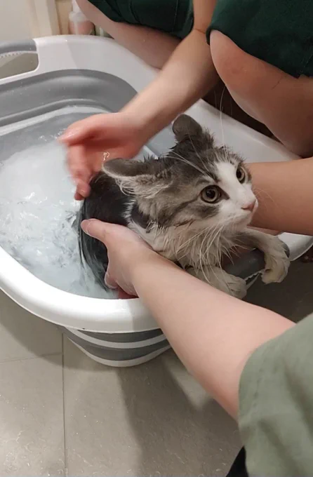 ちなみにお風呂中…湯につかるのが嫌いだったみたいで湯から出した後にお湯かけるのは平然としてましたドライヤーが苦手みたいなので猫ドライヤー良さげなのないかな〜探して見なければ 