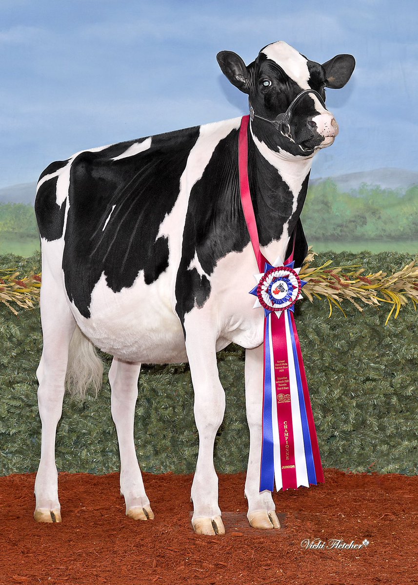 Kingsway online sale catalog is up. 19 robot trained fresh cows , 9 fancy spring and summer calves, 2 embryo lots. All from great breeding families❗️
🔹Link in the bio 🔹