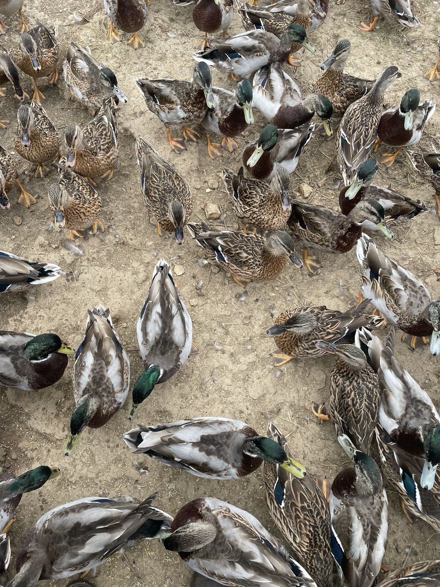 groundsfarm's tweet photo. I think the ducks are a bit too friendly this year https://t.co/loqzdyLK9j