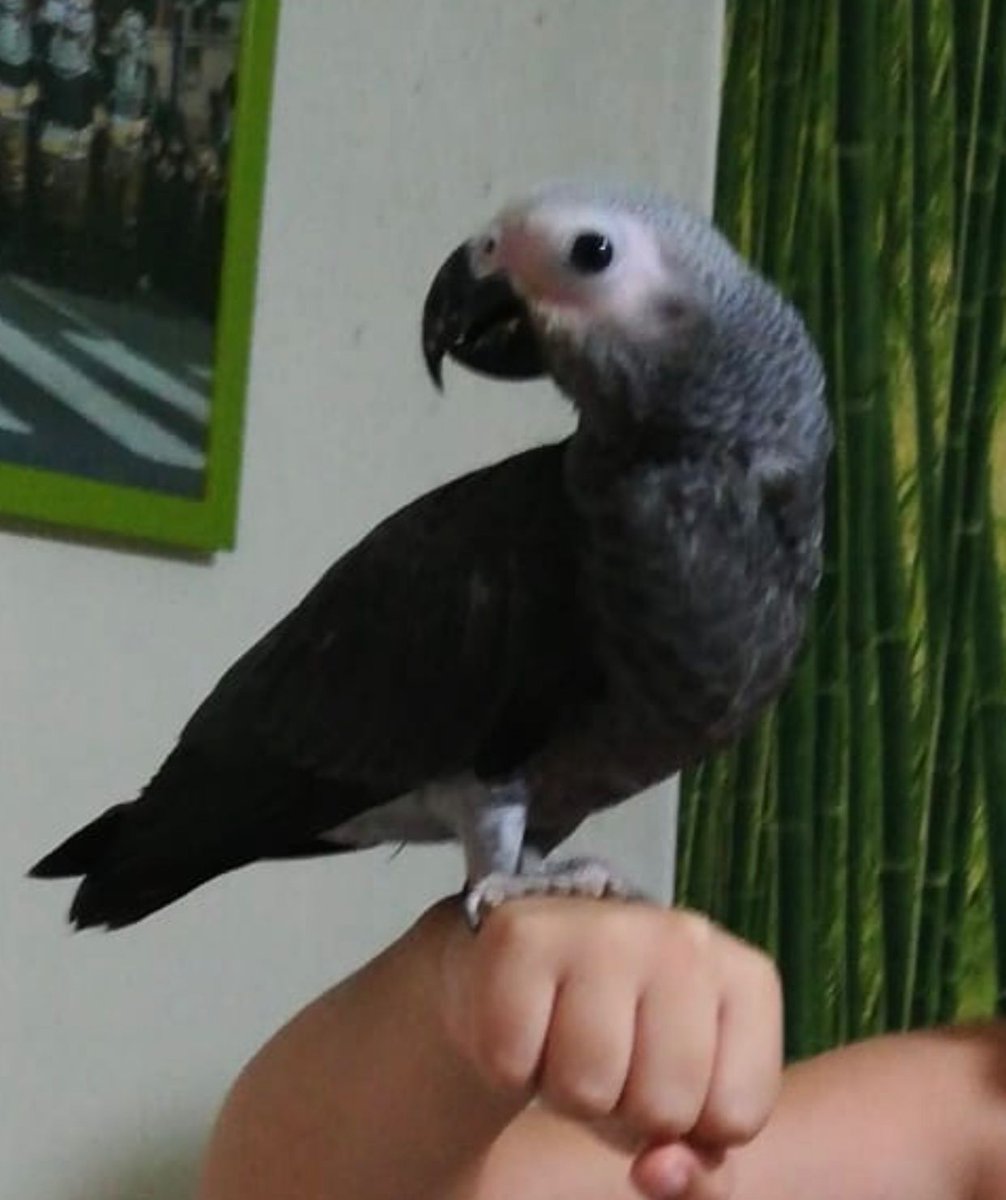 plorihuela's tweet photo. Se ha perdido Garfio🦜
Es un loro yako de siete meses es gris y con cola roja.
Por las inmediaciones de la Plaza Nueva.
Si lo ves contacta con nosotros, retwittea para llegar a más gente. https://t.co/rtOkl1QWqC