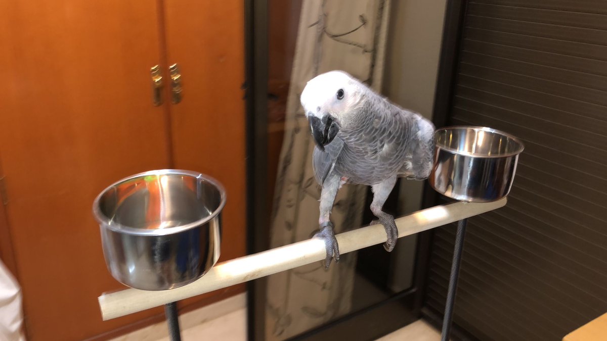 plorihuela's tweet photo. Se ha perdido Garfio🦜
Es un loro yako de siete meses es gris y con cola roja.
Por las inmediaciones de la Plaza Nueva.
Si lo ves contacta con nosotros, retwittea para llegar a más gente. https://t.co/rtOkl1QWqC