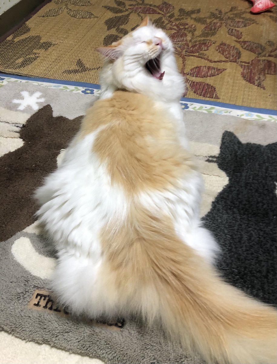 sssssine's tweet photo. When I take pictures, he often yawns when I call his name. why? https://t.co/gv91tCCxh5