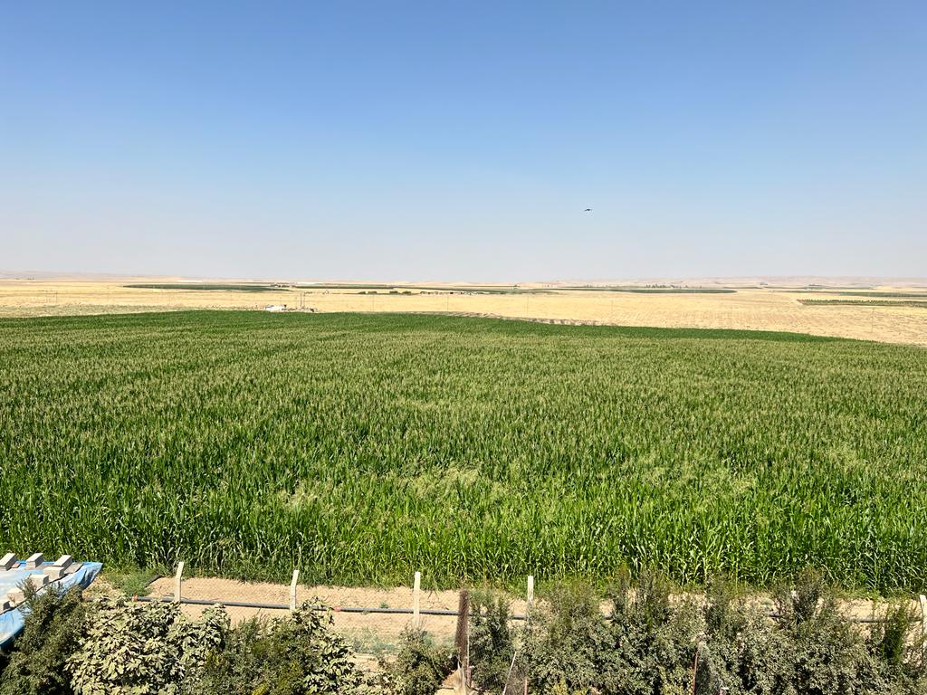 Ecoconsultjo's tweet photo. Adoption of efficient drip irrigation technologies accompanied by good management practices enhances water uniformity and distribution efficiency which accordingly will increase crop production. https://t.co/AiPS02Cc5i